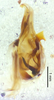 CollectionObject 1523683; 1f42e53c-d464-42a9-b114-02e1672700f1: male genitalia, lateral view (holotype). (CollectionObject).