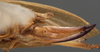 CollectionObject 1506541; 1dd725e1-f122-4420-9151-2972a6d43d75: female ovipositor (syntype). (CollectionObject).