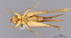 CollectionObject 2804078; 99f835fe-b21f-4421-99e1-dc5db008deae, FCE- GY 70, occurrenceID:- GY 70: URUGUAY-Artigas, Ao Tres Cruces Grande, (Timbauba), 16-1I-1955, Fac. de Hum. y Cienc. Female, lateral habitus. Facultad de Ciencias - UDELAR (FCE - GY 070). (CollectionObject).