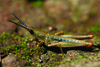 Parasphena keniensis Sjöstedt, 1912: male, lateral view (Limuru, Kenya). (Otu).