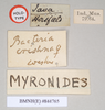 CollectionObject 1559544; NHMUK(SF IMPORT DUPLICATE) 844765, 1838d0fb-ec8e-40a8-a421-19c94646a90b: copyright Natural History Museum, London. female, data labels (holotype). (CollectionObject).