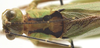 CollectionObject 1505866; 4a9fc905-6cd5-439c-806a-77207d09e73d: female, dorsal view (syntype). (CollectionObject).