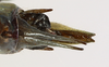 CollectionObject 1588724; d5ea19c9-d183-4dda-979a-c71f6e5f5c72: male abdominal terminalia, dorsal view. (CollectionObject).