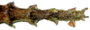 CollectionObject 1578596; RBINS IG: 32700'''', 98635096-b65c-4571-8d64-116af0755133: copyright ISNB, Brussels. female: end of abdomen, dorsal view (paratype). (CollectionObject).