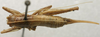 CollectionObject 1535920; 5c569b3a-fbca-4f2a-bee2-1bb8a364b960: female, dorsal view (paralectotype). (CollectionObject).