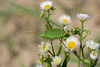 CollectionObject 1593662; 789491ce-8f81-421a-b3ba-b5b2b5e029f1: female (SRB, Stara planina, 12.07.2021). (CollectionObject).