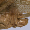 CollectionObject 1526964; 9c0914d1-eae9-4a9b-a710-43e79edef078: female ovipositor (holotype). (CollectionObject).