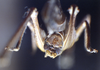CollectionObject 1537873; 85f4e358-0014-490b-8f8a-6cd965909293: male cerci. (CollectionObject).