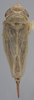 Habitus, dorsal view on Athysanella (Gladionura) sagittata Ball & Beamer, 1940: Dorsal - immature. (Observation).