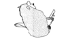 Phaulacris gracilicornis (Bruner, 1911): Fig. 172. phallic complex, lateral view. (Otu).