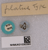 CollectionObject 1519757; 18f5c412-9a94-4441-a493-63601968447d: labels (syntype). (CollectionObject).