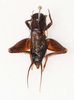 male, dorsal view (holotype). Depicts CollectionObject 1588813; a3ff79a0-5756-4ac2-833b-e8938fa88bd6, CASENT 19275, a CollectionObject.