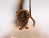CollectionObject 1562146; c3916979-da30-4d1c-99d5-7770dabd132d: Copyright MNCN, Madrid. male: end of abdomen from above (syntype). (CollectionObject).;CollectionObject 1562147; 0defbfe2-019a-4fa3-8d4a-2f1fd628354a: Copyright MNCN, Madrid. male: end of abdomen from above (syntype). (CollectionObject).