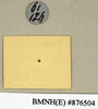CollectionObject 1573037; 784ce410-fcfd-4975-996e-7d68be724962: Copyright Natural History Museum, London. Labels from non-type (adult female) in BM(NH). Underside. (CollectionObject).