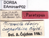 CollectionObject 1537601; 1afbfb42-0936-4efb-8aa2-369c145fc77a: labels (paratype). (CollectionObject).