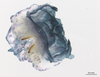 CollectionObject 1578246; b16d22ee-35eb-4b05-a3a3-6fd31896f523: phallus, dorsal view. (CollectionObject).