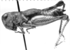 CollectionObject 1533549; c376789a-1d0e-4443-b586-e86d3d8df0a1: Image Carbonell, C.S. female, lateral view (holotype of Zapata bucculenta). (CollectionObject).