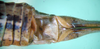 CollectionObject 1502236; 7a7beb02-5b51-4308-ae24-ff49cc10cf30: female abdominal apex (paratype of Poecilimon albanicus). (CollectionObject).