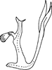 Aedeagus, lateral view: !! display not done !! on Qadria Mahmood, 1967: Aedeagus (Q. plamista Dwor.), lateral view. (Observation).