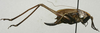CollectionObject 1535143; 338ed26c-56fd-4f96-bf0a-717b266e2db5, MNCNn. 461: female, lateral view (lectotype). (CollectionObject).