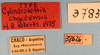 CollectionObject 1513176; e37a2ae7-5633-4a10-bb4a-b405395e4961: labels (holotype). (CollectionObject).