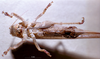 CollectionObject 1537875; 2aef6906-ddd1-4156-9bad-d1be435678c2: female, ventral view. (CollectionObject).