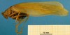 CollectionObject 1501746; 325f1b2c-fbe3-45e2-852e-a95e1ec86c01: female, lateral view (syntype). (CollectionObject).