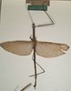 CollectionObject 1558195; NMW 870, eddd9c50-59ca-4179-8450-88e2e23ee6bf: copyright NMW, Vienna. male of synonym Acrophylla phyllocerca (lectotype). (CollectionObject).