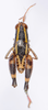 CollectionObject 1535901; d1d2cac2-77a9-4d9e-b13f-b759e2f0f3fe, MNCN3235118: male, dorsal view. (CollectionObject).