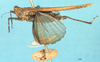 CollectionObject 1518021; 81beea2e-b894-4927-97b0-272bb968ff41, NHMUK010924491: male, lateral view (syntype). (CollectionObject).