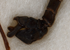 CollectionObject 1561009; a78af9b4-2257-4af5-936f-b37ef7e0fa50: Copyright USNM, Washington. male: end of abdomen, lateral view (holotype). (CollectionObject).