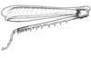 Aleuas albinae Carbonell, 2008: Fig. 23. female, hind leg, internal view. (Otu).