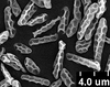 Brochosomes on Dichrophleps Stål, 1869: DP41 | Ecuador, Napo, Prov. Limoncocha | 6/3/1977 | USNM. (Observation).