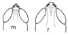 Fig. 17. fastigium and vertex, m male, f female. Depicts Borellia alejomesai Carbonell, 1995, an Otu.