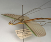 CollectionObject 1560029; 5237bd59-67b3-4beb-b171-828120ef3194: copyright NMW, Vienna. male, lateral view of synonym Necroscia inflata (syntype). (CollectionObject).;CollectionObject 1560030; bdd876be-330a-4ff3-a576-a075b8bfd6d3: copyright NMW, Vienna. male, lateral view of synonym Necroscia inflata (syntype). (CollectionObject).