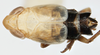 Habitus, dorsal view: !! display not done !! on Delphacinus mesomela (Boheman, 1850): (Observation).