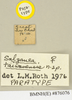 Salganea taiwanensis taiwanensis Roth, 1979: Copyright Natural History Museum, London. Labels from paratype (adult female) in BM(NH). (Otu).