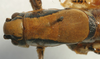 CollectionObject 1517150; 8cff648c-b7ca-4e9c-83b9-415137c0726e: male pronotum dorsal (holotype). (CollectionObject).