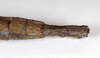 CollectionObject 1562359; MNCN(SF IMPORT DUPLICATE) 7084, 98c49b82-d1e4-44b8-91dc-45ad134acf25: copyright MNCH, Madrid. female: end of abdomen, ventral view of synonym Ocnophila bolivari (holotype). (CollectionObject).