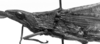 CollectionObject 1519003; 820d1372-be0c-42d6-bfd9-65db5e5baf01: male head and pronotum, lateral view (holotype). (CollectionObject).