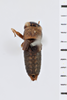 CollectionObject 1506067; 83fd58c7-45d4-404a-84f3-d42a732b1a2c: Male. Syntype. Chile. (CollectionObject).