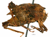 CollectionObject 1567871; ee82e13e-0e05-4d5f-9a55-b456594a9f91: female, lateral view (paralectotype). (CollectionObject).