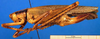 CollectionObject 1502112; 3a690a1a-60d7-4a72-82d0-01f35d3f9239: female, lateral view (allotype). (CollectionObject).