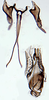 Aedeagus, ventral view on Scaphytopius heldoranus (Ball, 1931): Ohio State U. (Observation).