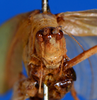 CollectionObject 1505894; 2042abfe-7bd1-4fb8-8984-2d71e8bca7d7: female, frontal view (holotype). (CollectionObject).