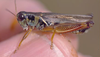 Melanoplus borealis (Fieber, 1853): male. (Otu).