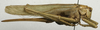 CollectionObject 1535195; a7980e1d-a2ed-41be-adab-e5b3294aa4ba: female, lateral view (holotype). (CollectionObject).