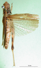 CollectionObject 1581406; c05e4948-ff3b-4201-8898-9f45e7c7ab67: female, dorsal view (syntype). (CollectionObject).