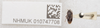 CollectionObject 1596995; 6a4cb560-59e2-4224-a716-cc0d4441c801: Kanigara fumosa. Paratype- dorsal habitus. (BMNH) - (CC BY-NC 4.0) Photo by Stuart Cole, reproduced with permission from the Natural History Museum, London, UK. (CollectionObject).