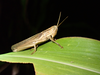 FieldOccurrence 362; a9bc5ae3-a4bd-4493-8232-92ecd9fe28e0; Tanzania
Nilo forest reserve E Usambara Mountains, 2021/02/??: male, lateral view. (FieldOccurrence).